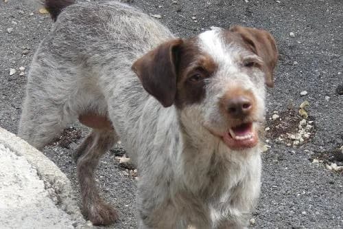 Mamacita, MARRON TRUITE female senior mixed breed for adoption at Animaux Secours, Lille