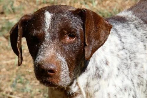 Willow, MARRON TRUITE male senior mixed breed for adoption at Animaux Secours, Lille