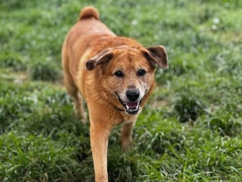 Pacot, FAUVE CHARBONNEE male 6yo Belgian Malinois for adoption at Animaux Secours, Lille