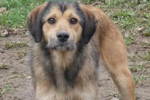 Shasta, BEIGE CHARBONNE female 3yo mixed breed for adoption at Animaux Secours, Lille