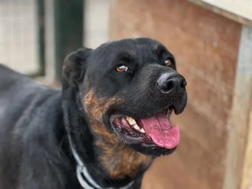 Capone, NOIRE - BRINGEE male 7yo mixed breed for adoption at Animaux Secours, Lille