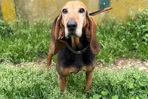 Indien, NOIRE ET FEU male senior mixed breed for adoption at Animaux Secours, Lille