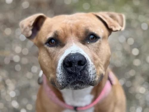 Shoto, FAUVE ET BLANC male 3yo American Staffordshire Terrier for adoption at Animaux Secours, Lille