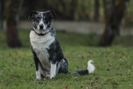 Tigris, TRICOLORE male senior mixed breed for adoption at Animaux Secours, Lille