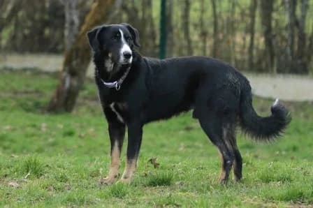Filou, TRICOLORE male senior mixed breed for adoption at Animaux Secours, Lille