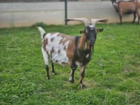 Pastaga, MARRON - NOIRE - BLANC male mixed breed for adoption at Animaux Secours, Lille