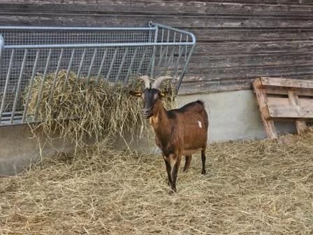 Grimm, NOIRE - MARRON female mixed breed for adoption at Animaux Secours, Lille