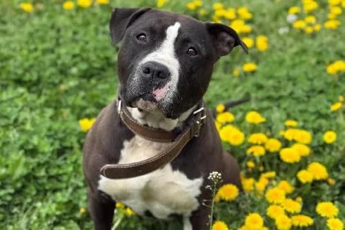 Rider né ring, NOIRE ET BLANCHE male 5yo American Staffordshire Terrier for adoption at Animaux Secours, Lille