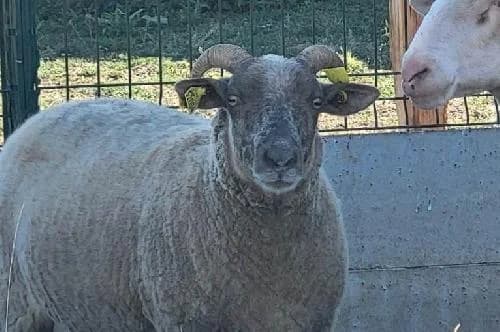 Dolly, BLANC female 5yo mixed breed for adoption at Animaux Secours, Lille