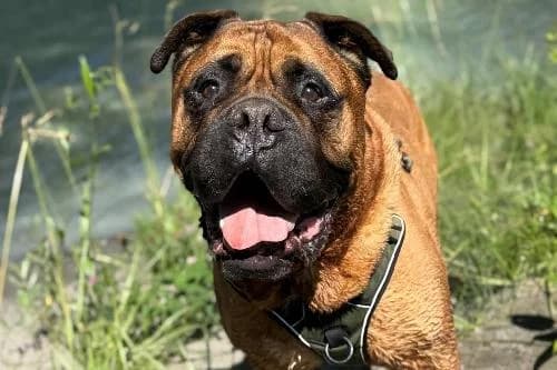 Nuts, ROUX male senior Bullmastiff for adoption at Animaux Secours, Lille