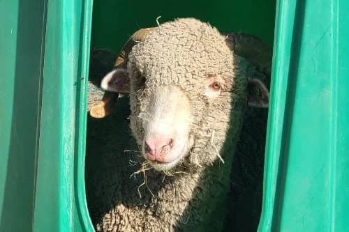 Abdoul, BLANC male mixed breed for adoption at Animaux Secours, Lille