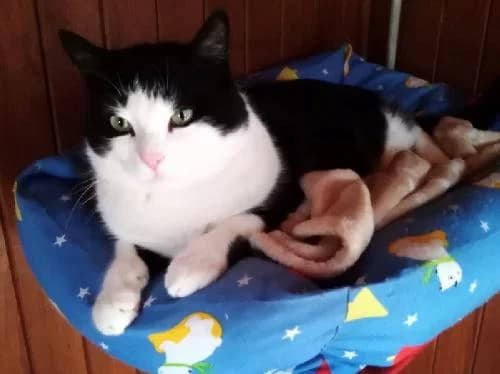 Doudou, NOIRE ET BLANCHE male 4yo mixed breed for adoption at Animaux Secours, Lille