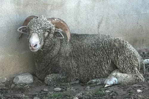 Ahmed, BLANC male mixed breed for adoption at Animaux Secours, Lille