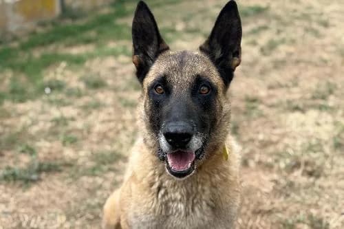 Taz, FAUVE MASQUE NOIR male senior Belgian Malinois for adoption at Animaux Secours, Lille
