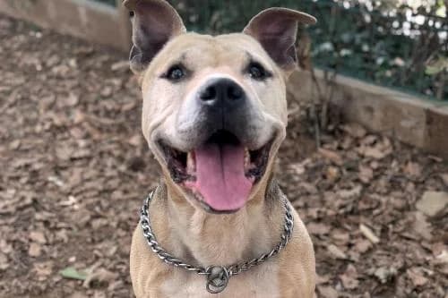 Narcos, FAUVE male senior Staffordshire Bull Terrier for adoption at Animaux Secours, Lille