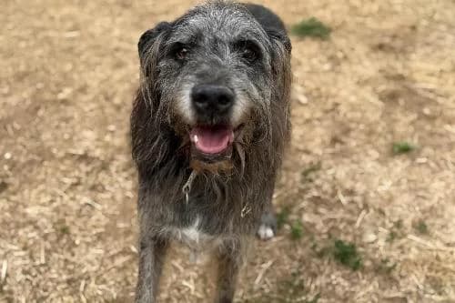 Niska, BLEU MERLE male senior mixed breed for adoption at Animaux Secours, Lille