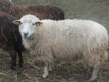 Neige, BLANC mixed breed for adoption at Animaux Secours, Lille