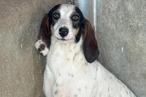 Ulla, TRICOLORE female 4yo mixed breed for adoption at Animaux Secours, Lille