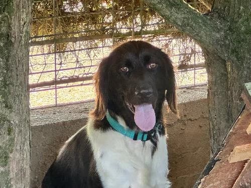 Volvo, BLANC ET MARRON male young mixed breed for adoption at Animaux Secours, Lille
