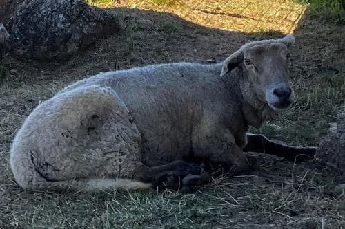 Melba, BLANC female senior mixed breed for adoption at Animaux Secours, Lille