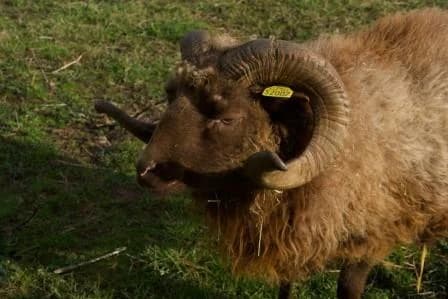 Fenouil, MARRON male 5yo mixed breed for adoption at Animaux Secours, Lille