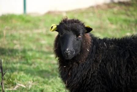 Fougere, NOIRE female 6yo mixed breed for adoption at Animaux Secours, Lille
