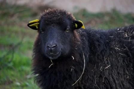 Eglantine, NOIRE female 5yo mixed breed for adoption at Animaux Secours, Lille