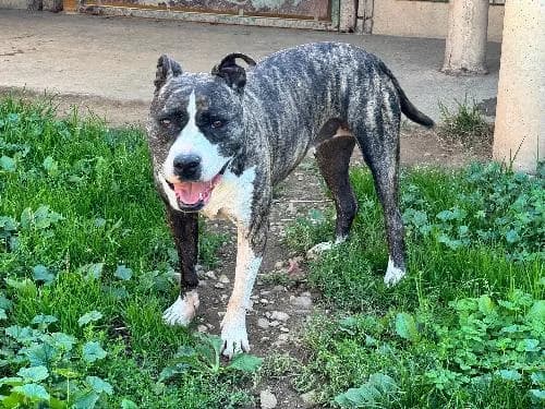 Nina, female senior American Staffordshire Terrier for adoption at Animaux Secours, Lille