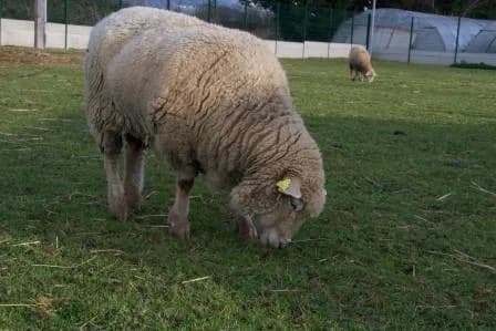 Bella, BLANC female mixed breed for adoption at Animaux Secours, Lille