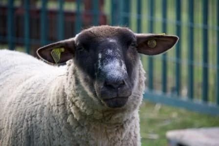 Uno, BLANC ET NOIR male mixed breed for adoption at Animaux Secours, Lille