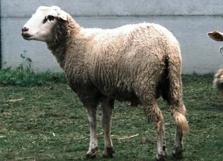 Jelly, BLANC male mixed breed for adoption at Animaux Secours, Lille