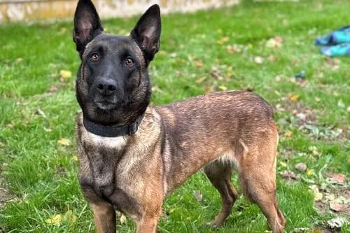Iska, FAUVE female 5yo Belgian Malinois for adoption at Animaux Secours, Lille