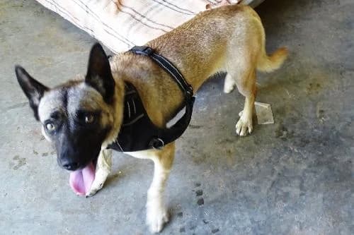Dasti, BEIGE CHARBONNE female 6yo mixed breed for adoption at Animaux Secours, Lille