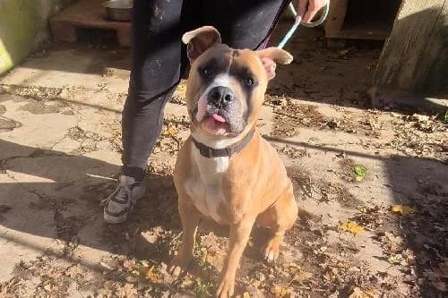 Ulk, MARRON ET BLANCHE male 3yo American Staffordshire Terrier for adoption at Animaux Secours, Lille