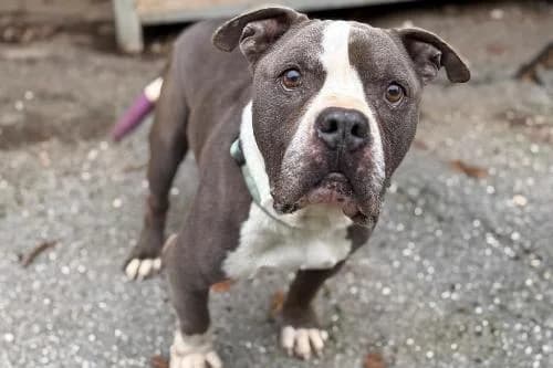 Optimus, GRIS ET BLANC male senior American Bully for adoption at Animaux Secours, Lille