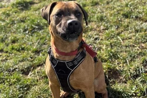 Rocky, FAUVE MASQUE NOIR male 4yo Belgian Malinois for adoption at Animaux Secours, Lille