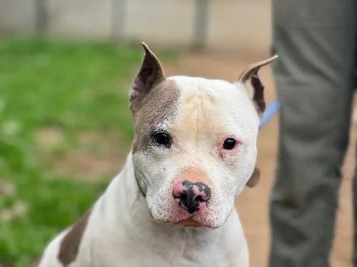 Thor, BLANC ET MARRON male 4yo Staffordshire Bull Terrier for adoption at Animaux Secours, Lille