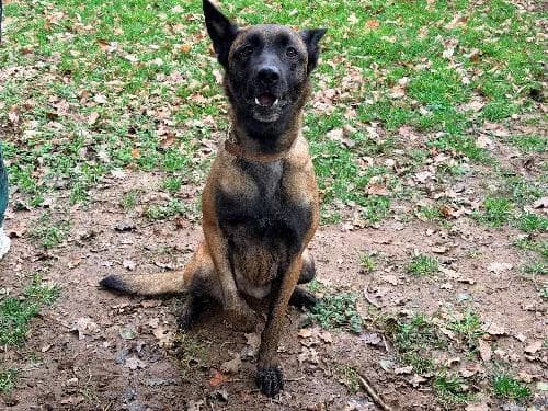 Tina, FAUVE female 5yo Belgian Malinois for adoption at Animaux Secours, Lille