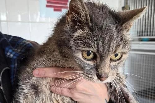 Perf, female mixed breed for adoption at Lille