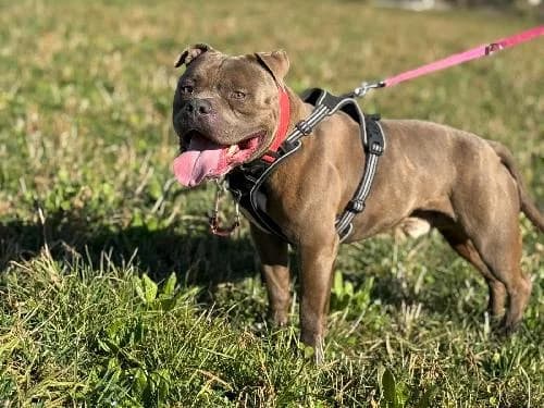 Sanka, BLEU - BRINGEE male 5yo American Bully for adoption at Animaux Secours, Lille