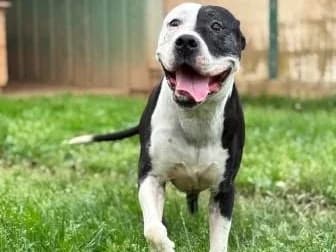 Prince, NOIRE ET BLANCHE male senior Staffordshire Bull Terrier for adoption at Animaux Secours, Lille