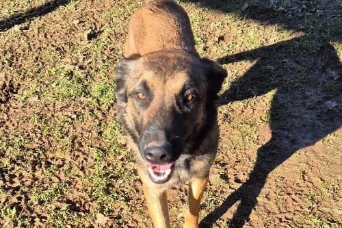 Undra, FAUVE CHARBONNEE female 3yo Belgian Malinois for adoption at Animaux Secours, Lille