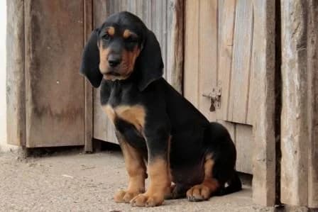 Gaston, NOIRE ET FEU male mixed breed for adoption at Animaux Secours, Lille