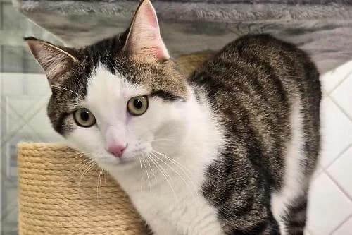 Simba, NOIRE ET BLANCHE male mixed breed for adoption at Animaux Secours, Lille