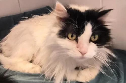 Plume, BLANC ET NOIR female senior mixed breed for adoption at Animaux Secours, Lille