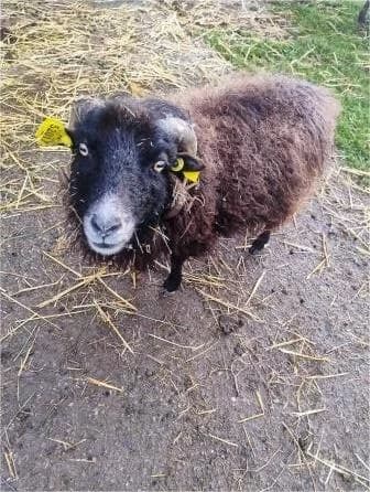Merlin, NOIRE male senior mixed breed for adoption at Animaux Secours, Lille
