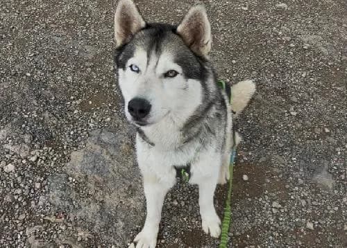 Rocky, GRIS ET BLANC male 4yo Husky for adoption at Animaux Secours, Lille