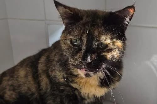 Chaussette, ECAILLE female young mixed breed for adoption at Animaux Secours, Lille