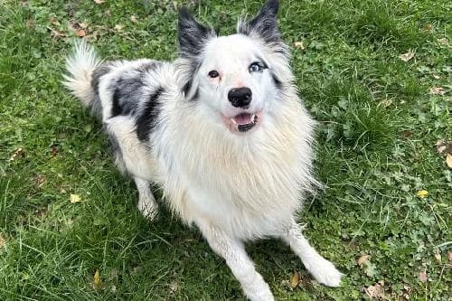 Lucky, BLANC ET NOIR male Border Collie for adoption at Animaux Secours, Lille