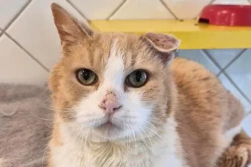 Filou, ROUX ET BLANC male mixed breed for adoption at Animaux Secours, Lille